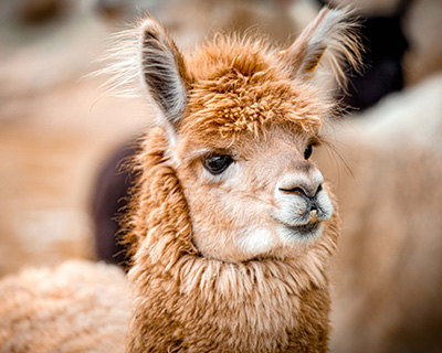 Alpaca Products